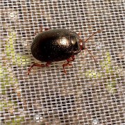 anti-insect